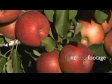 Apples - Fuji on Tree 1 993